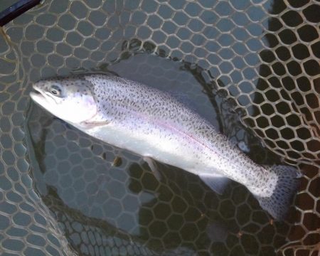 大安トラウトレイク 釣果